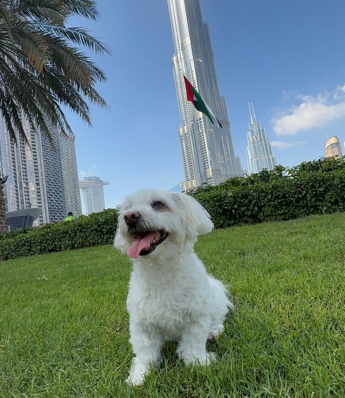 Happy dog enjoying the Dubai skyline with Burj Khalifa in the background